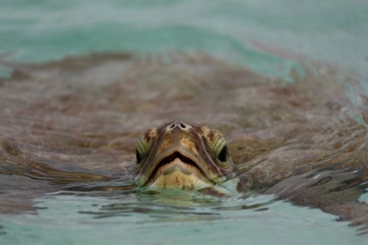 img_8156-800x533-copy-800x533